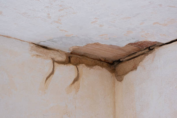 Best Local water damage restoration  in Oakwood, IL